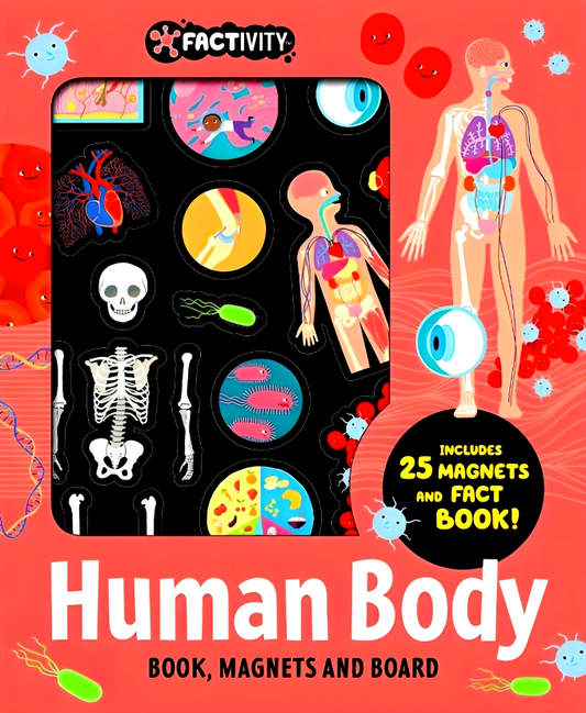 Factivity - Magnetic Folder - Human Body (Neon Edition)