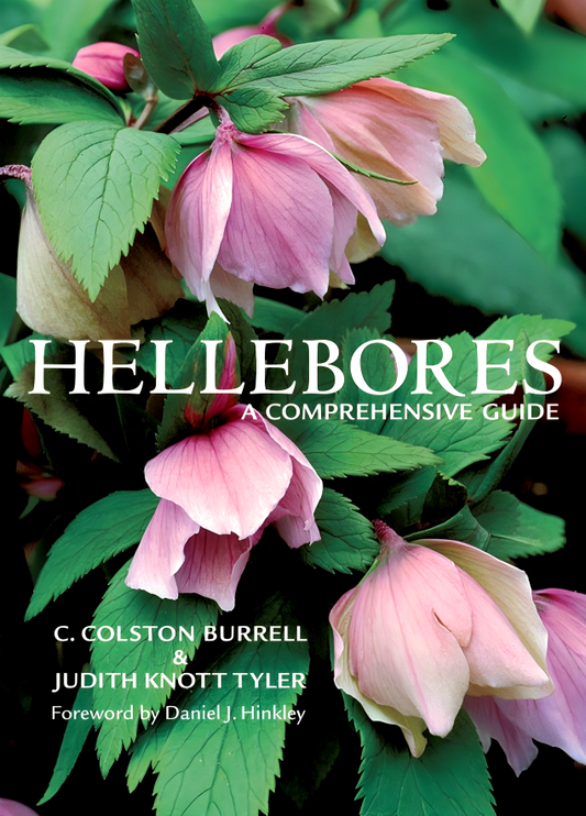 [Bargain corner] Hellebores