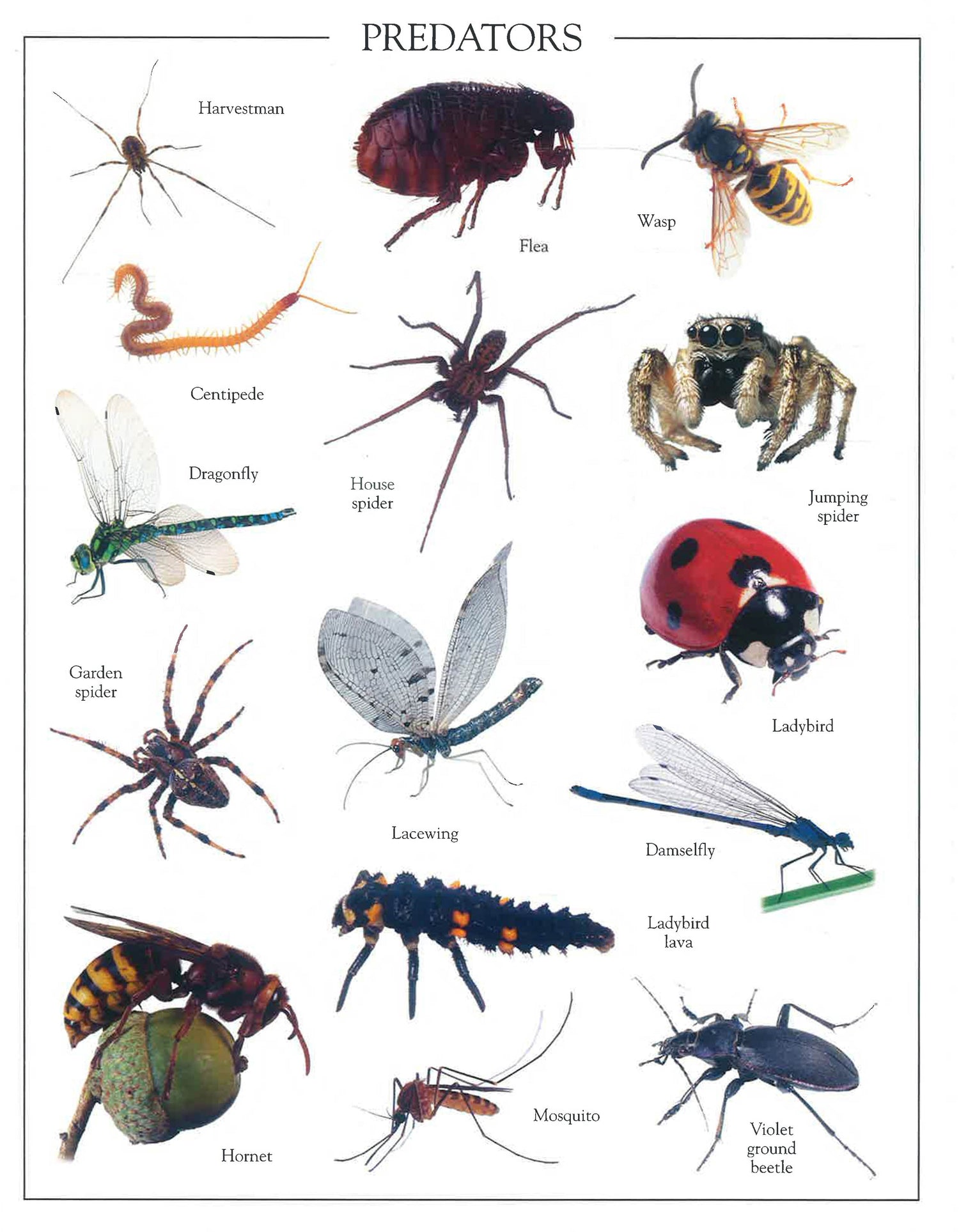 RHS Garden Bugs Ultimate Sticker Book – BookXcess