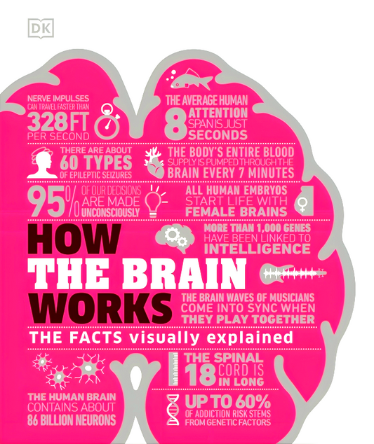 How The Brain Works: The Facts Visually Explained