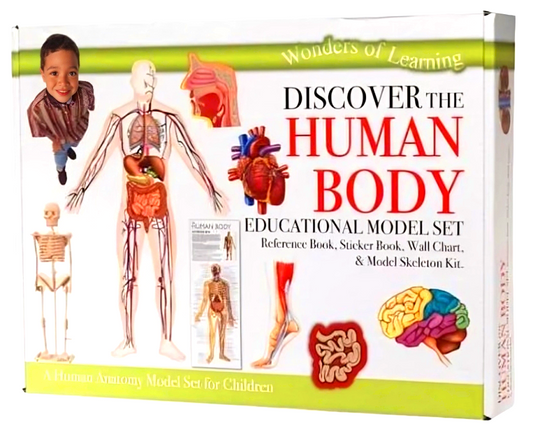 Discover the Human Body: Educational Model Set