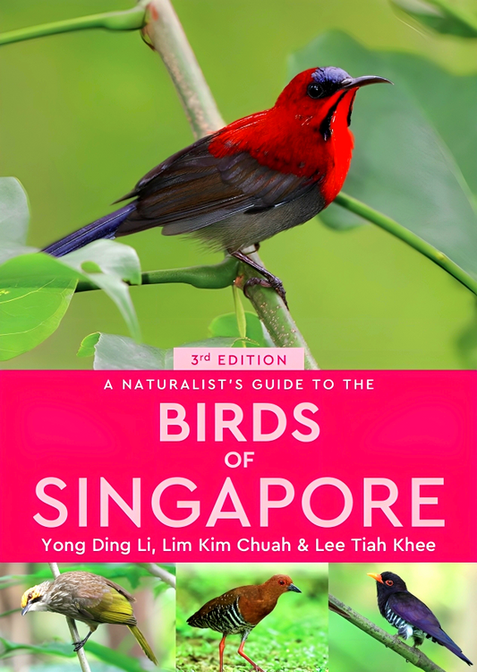 Birds Of Singapore