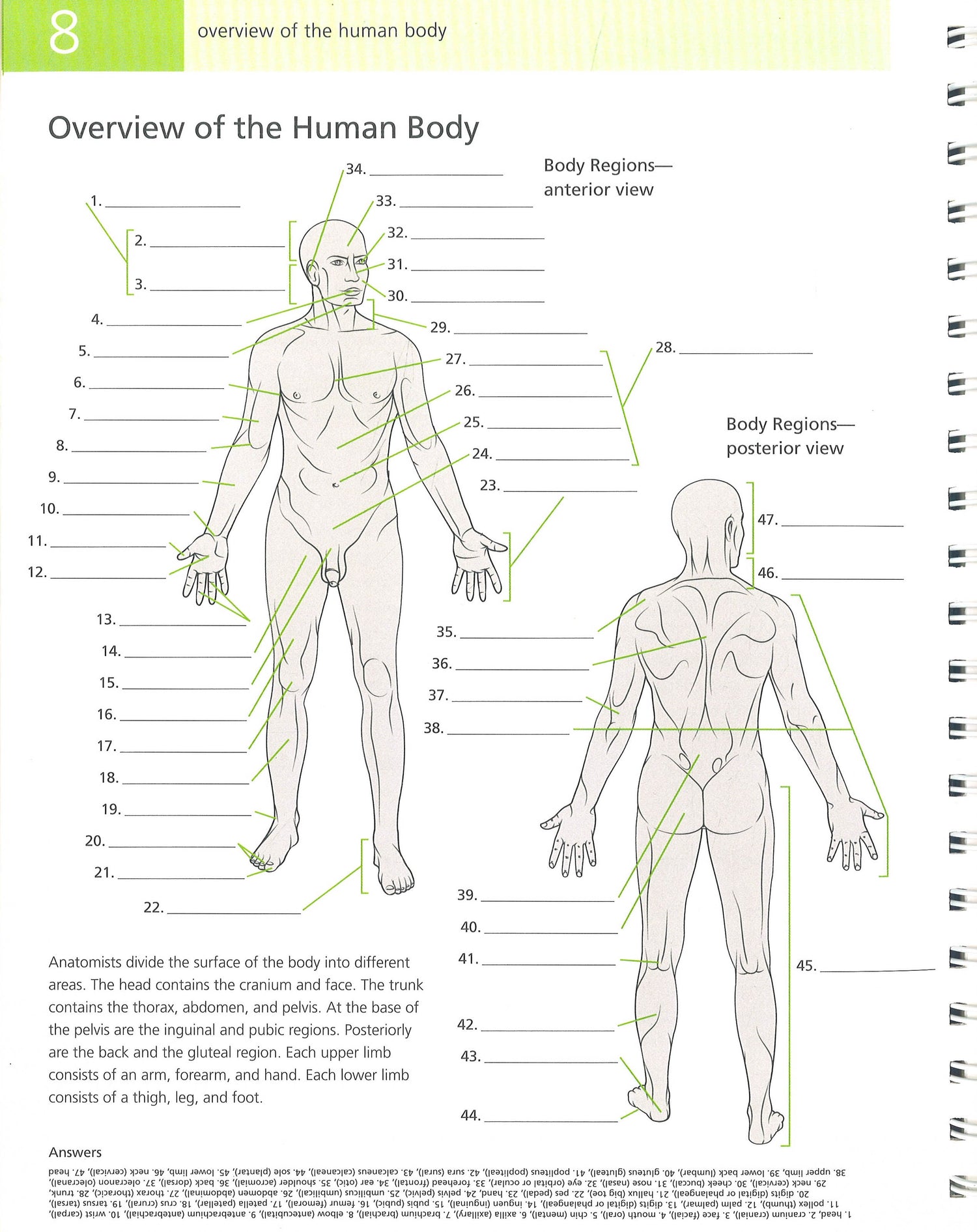 Human Brain Student's Self-Test Coloring Book (Barron's Test Prep)