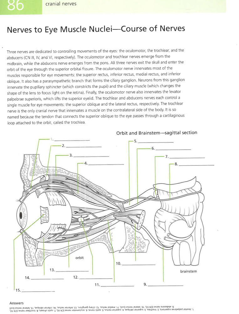 Human Brain Student's SelfTest Coloring Book BookXcess