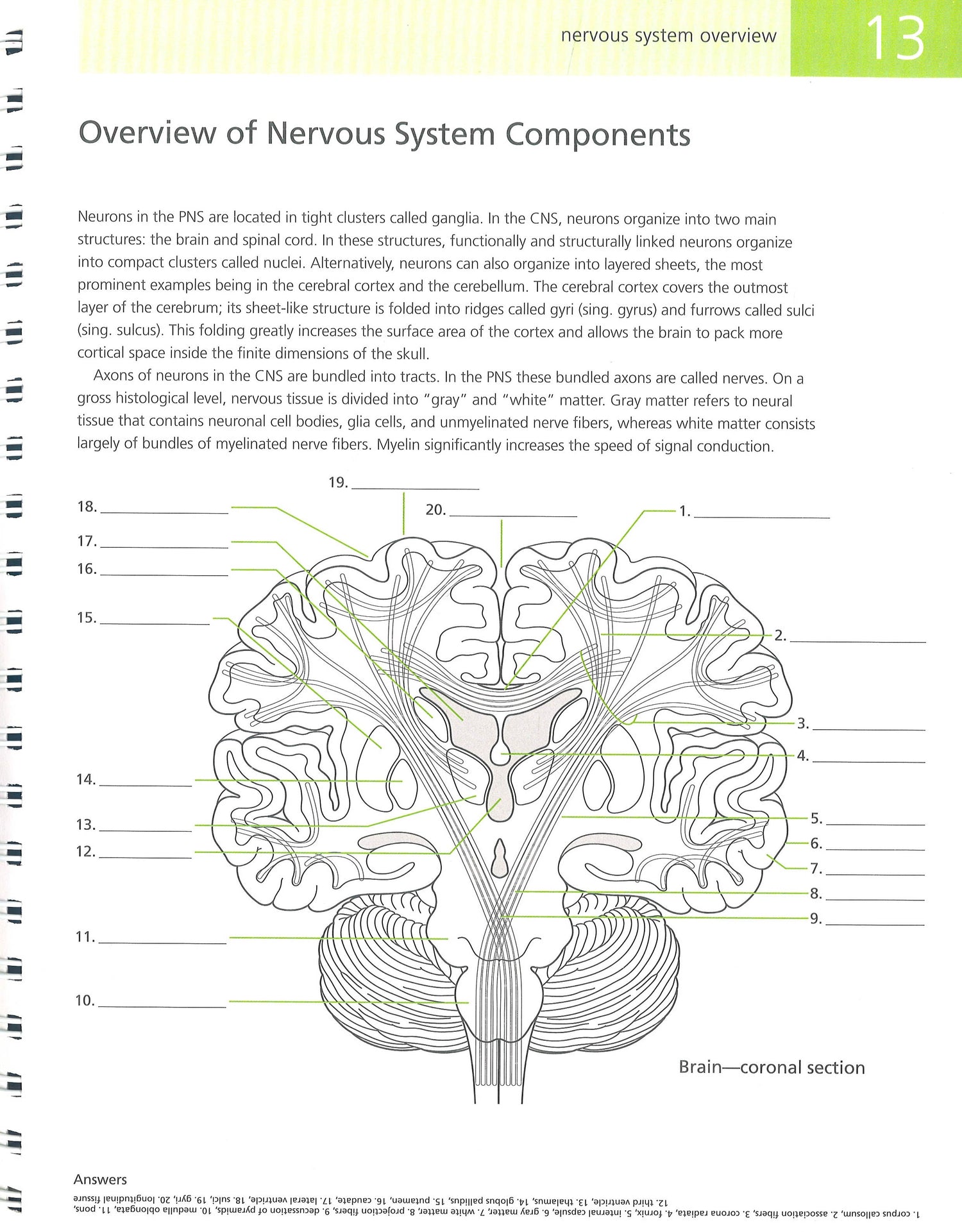 Human Brain Student's SelfTest Coloring Book BookXcess