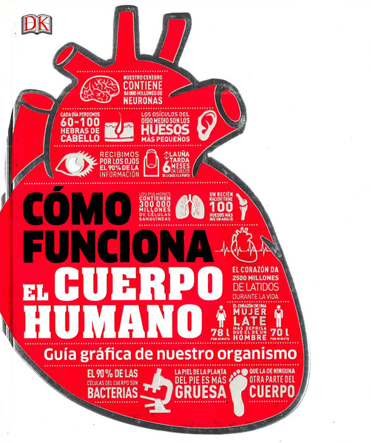 Cómo Funciona El Cuerpo Human