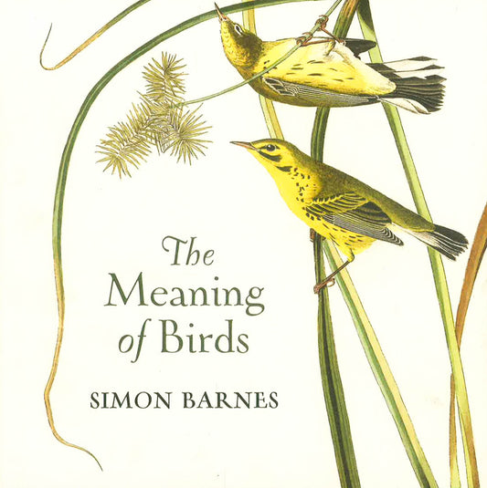 The Meaning Of Birds