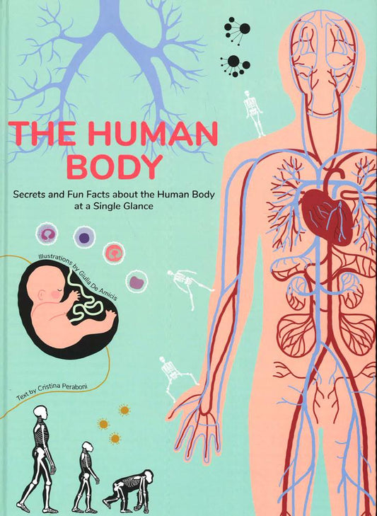 Human Body: Secrets And Fun Facts About The Human Body At A Single Glance