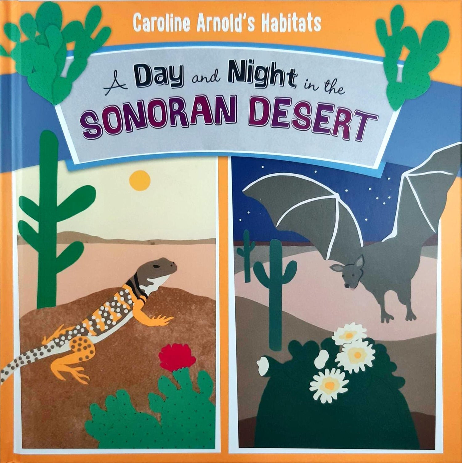 A Day and Night in the Sonoran Desert