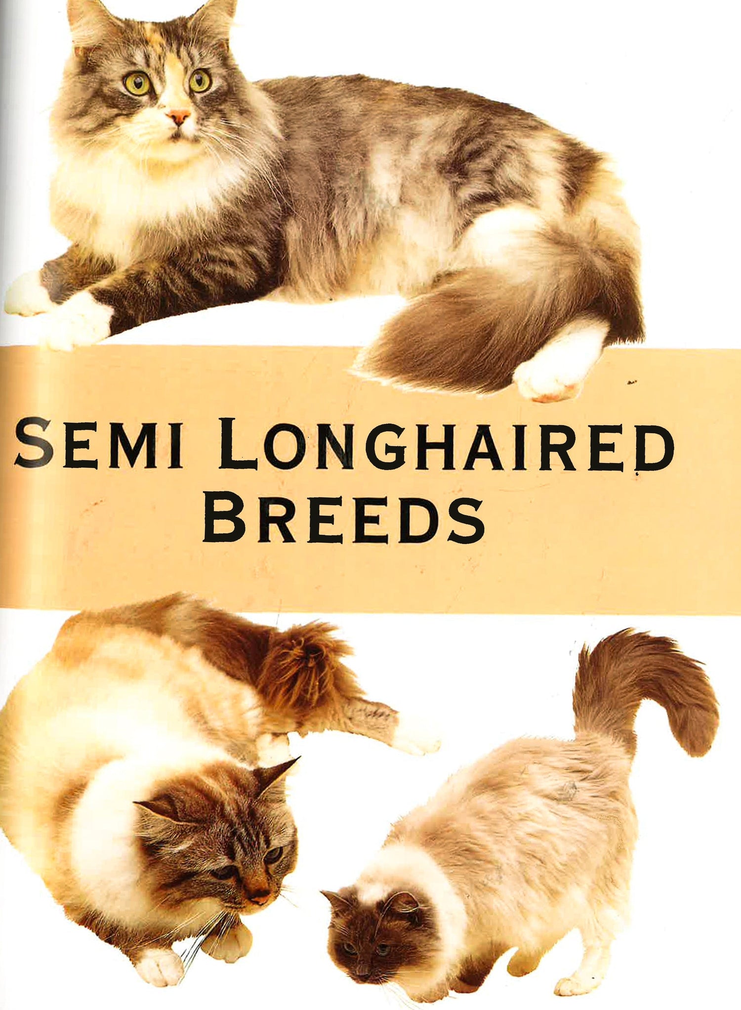 Cats: The Illustrated Guide To Breeds