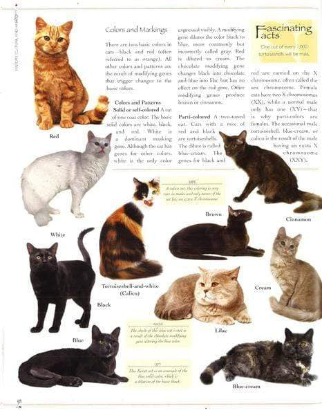 Complete Illustrated Encyclopedia Of Cats & Kittens