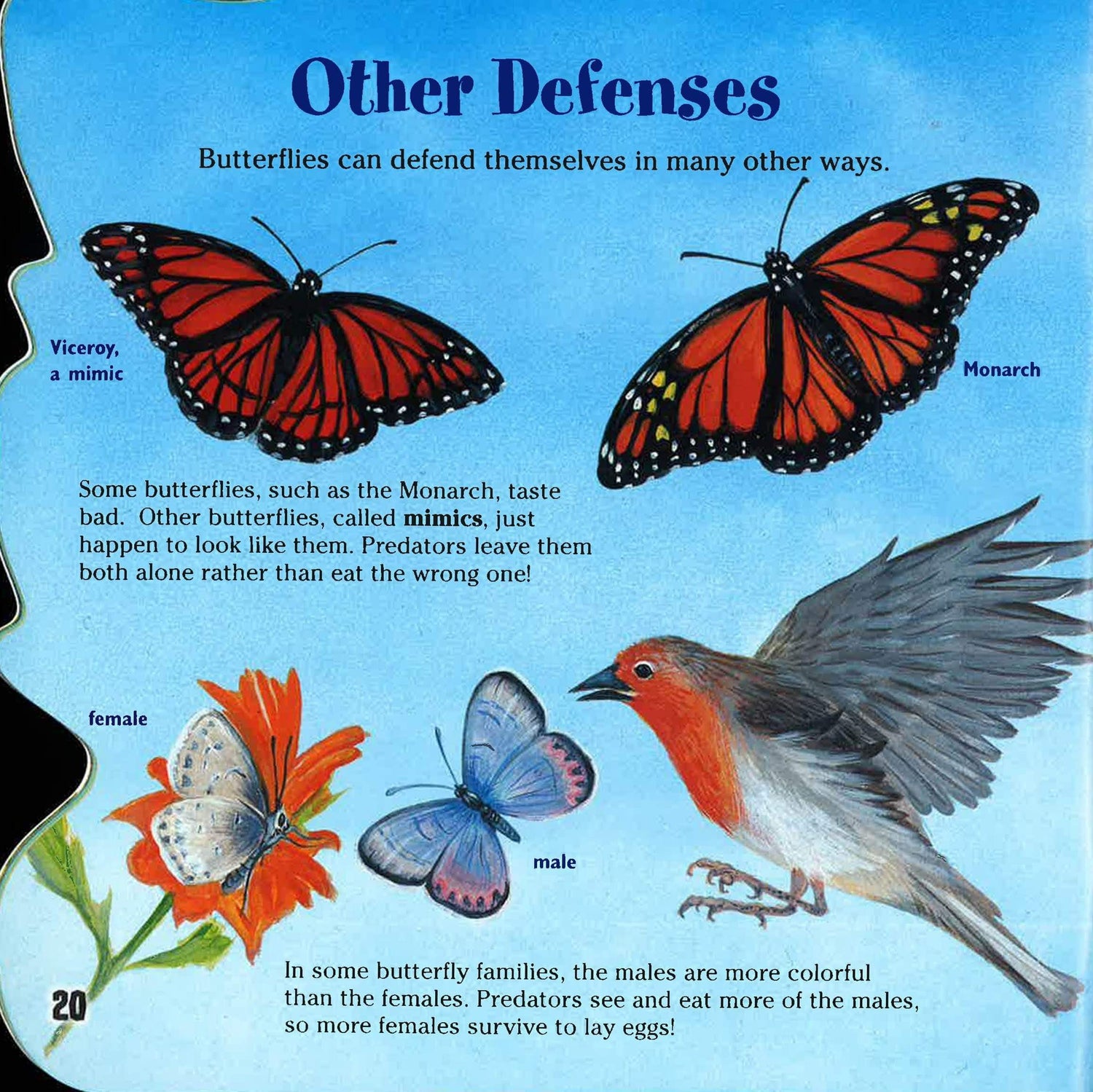 Know-It-Alls: Butterflies!