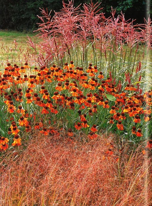 Late Summer Flowers