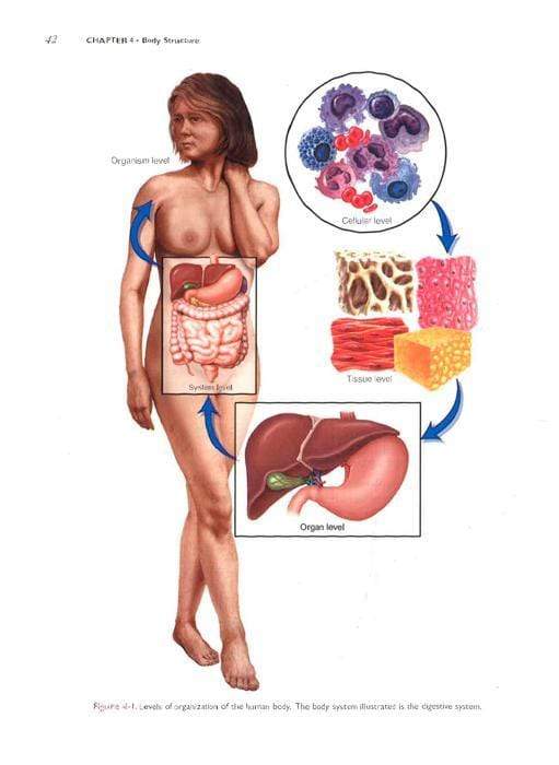 Medical Terminology Systems