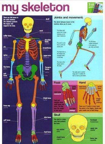 MY SKELETON WALLCHART (BYEWAY WALL CHARTS)