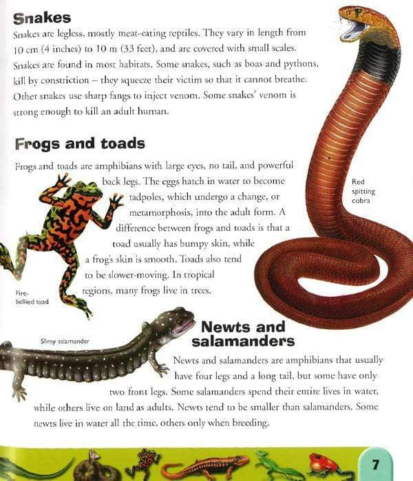 Reptiles And Amphibians Dictionary (Hb)