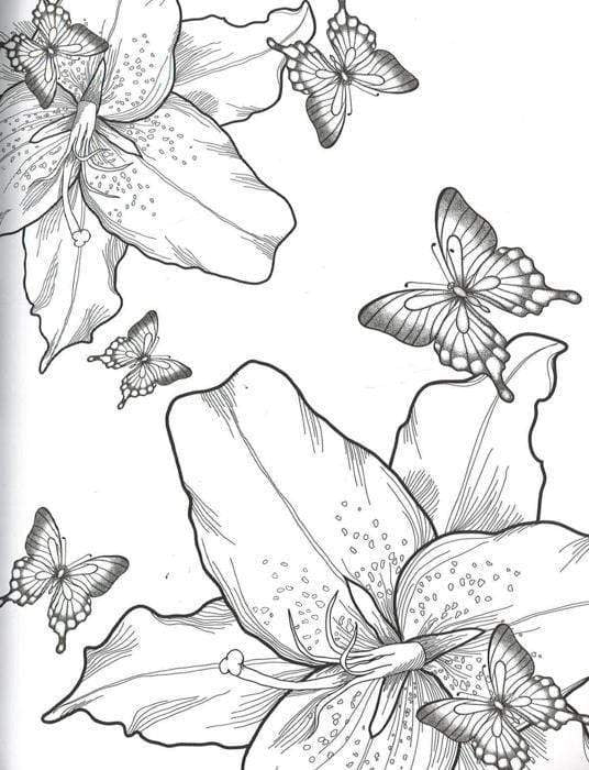 The Butterflies Colouring Book