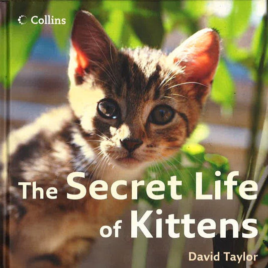 The Secret Life Of Kittens